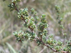 Cliffortia spathulata