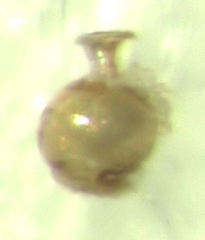 Ptinella octopunctata