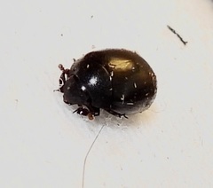 Nosodendron unicolor