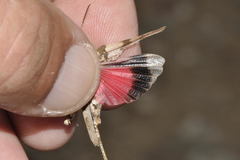 Oedipoda charpentieri