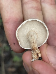 Lentinula boryana