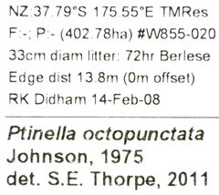 Ptinella octopunctata