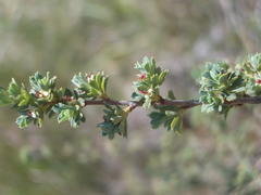 Cliffortia spathulata