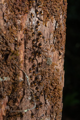 Constrictotermes cavifrons