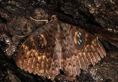 Erebus walkeri
