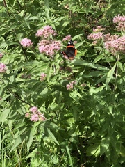 Vanessa atalanta