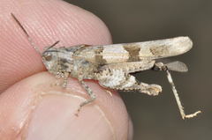 Oedipoda charpentieri