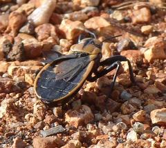 Ectrichodia crux