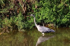Ardea cinerea
