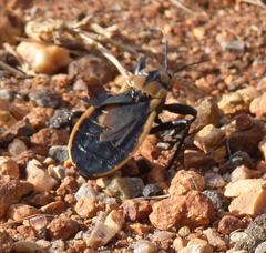 Ectrichodia crux