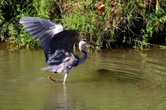 Ardea cinerea