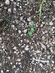 Phyllanthus polygonoides