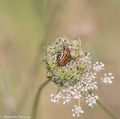Graphosoma italicum italicum