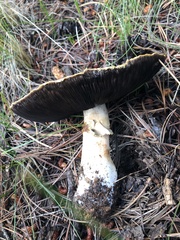 Agaricus didymus