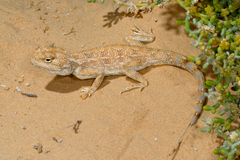 Trapelus savignii