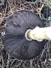 Agaricus didymus