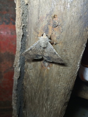 Pandesma robusta