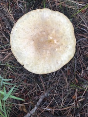 Agaricus didymus