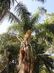 Howea forsteriana