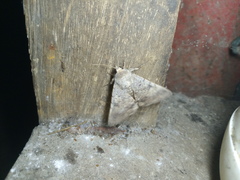 Pandesma robusta