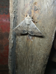 Pandesma robusta