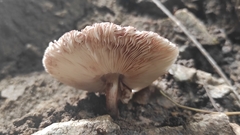 Leucoagaricus lilaceus