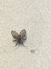 Clogmia albipunctata