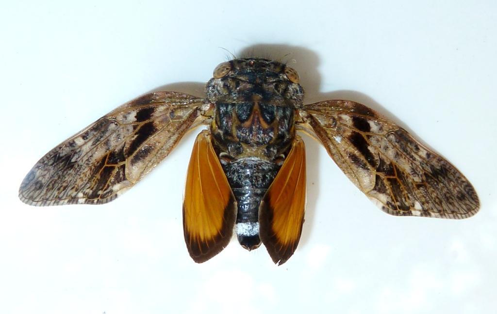 Variable Orangewing Cicada