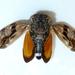 Variable Orangewing Cicada - Photo (c) M Kriek, some rights reserved (CC BY-SA), uploaded by M Kriek