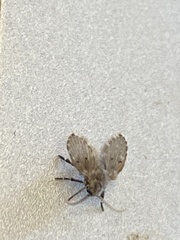 Clogmia albipunctata