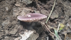 Leucoagaricus lilaceus