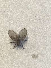 Clogmia albipunctata