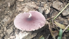 Leucoagaricus lilaceus