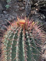 Ferocactus emoryi rectispinus