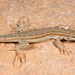 Olivier's Sand Lizard - Photo (c) Roberto Sindaco, some rights reserved (CC BY-NC-SA), uploaded by Roberto Sindaco