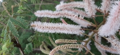 Mimosa benthamii
