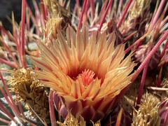 Ferocactus emoryi rectispinus