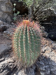 Ferocactus emoryi rectispinus