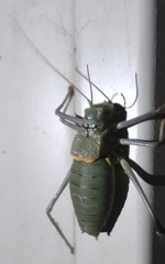 Lluciapomaresius anapaulae