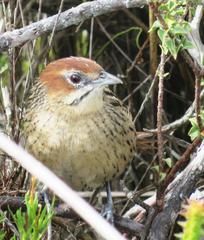 Sphenoeacus afer afer