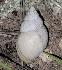 Rabdotus dealbatus dealbatus