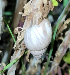 Rabdotus dealbatus dealbatus