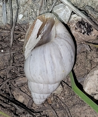 Rabdotus dealbatus dealbatus