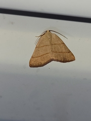 Drepanulatrix bifilata