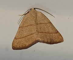 Drepanulatrix bifilata