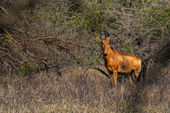 Alcelaphus buselaphus lichtensteinii