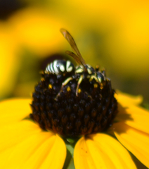 Stenodynerus anormis