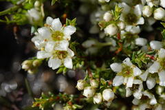 Diosma aspalathoides