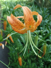 Lilium henryi