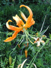 Lilium henryi